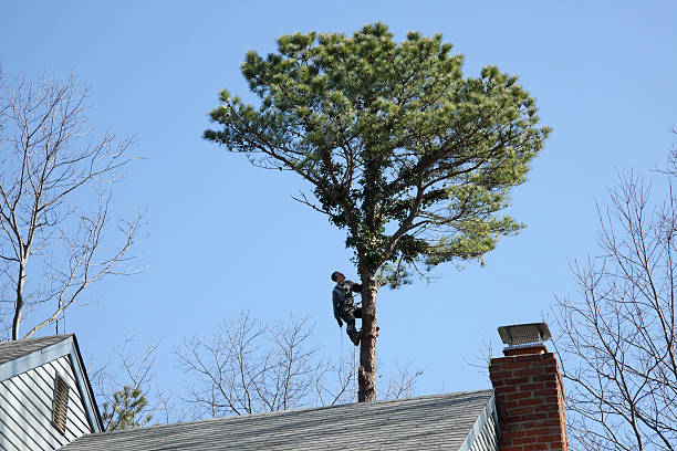 Best Hedge Trimming  in Coal Run Village, KY